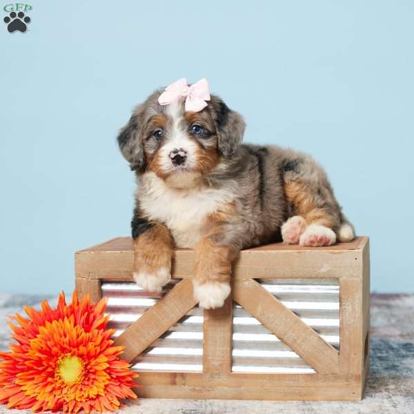 Jodi, Mini Bernedoodle Puppy